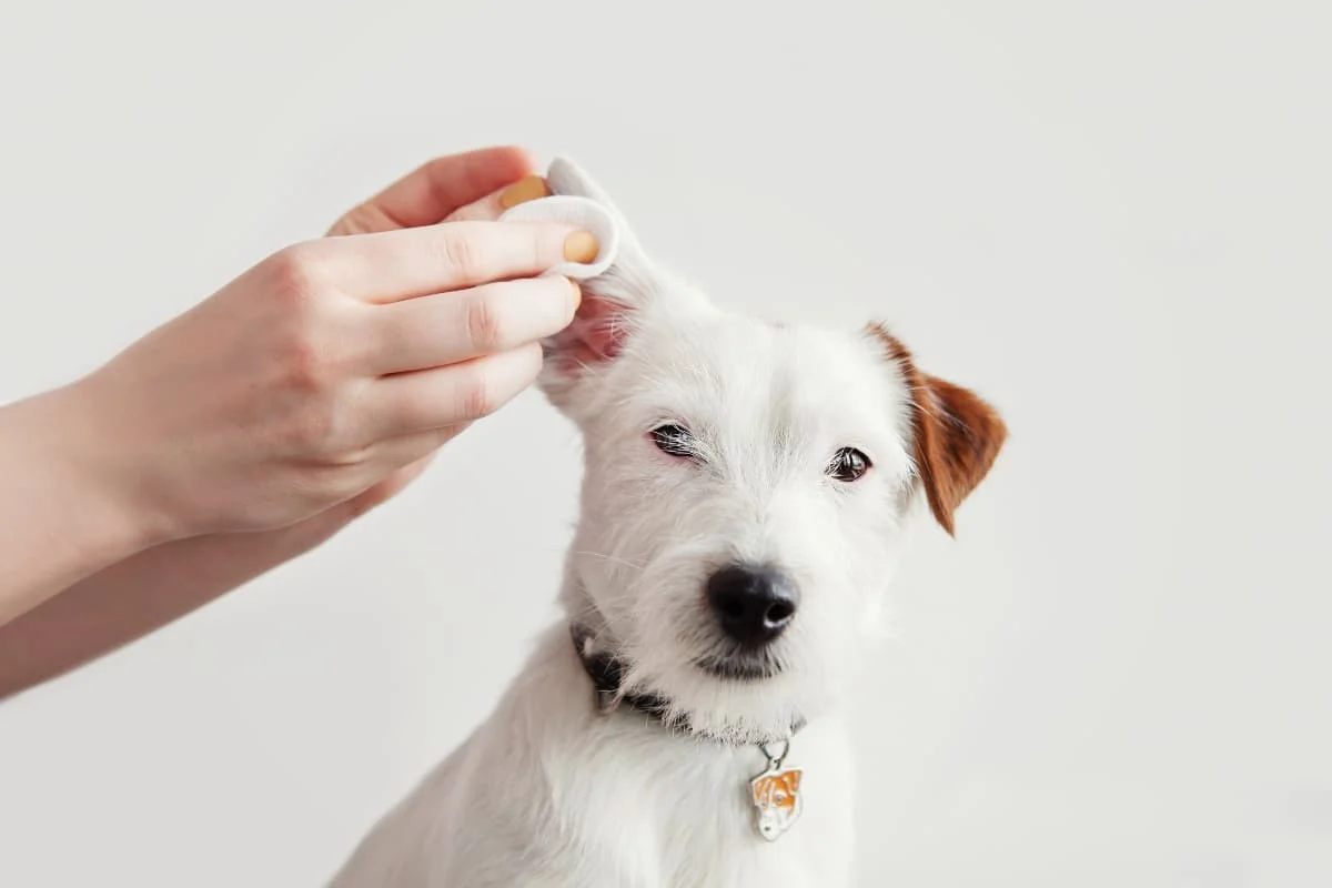 how-to-spot-treat-and-prevent-dog-ear-yeast-infections